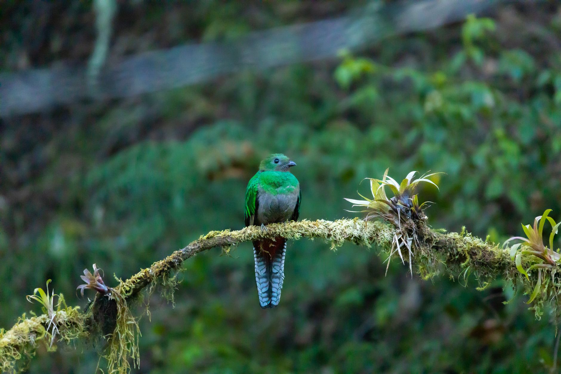 Biotopo del Quetzal
